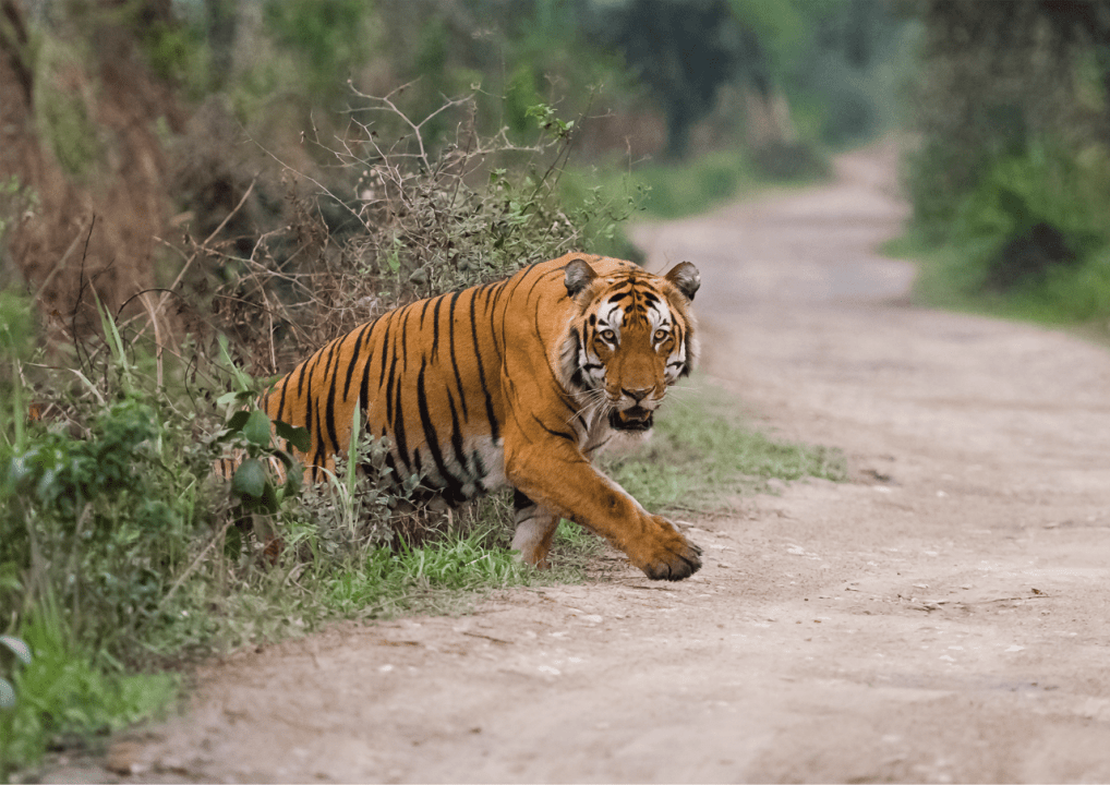 Ranthambore National Park, Sawai Madhopur, ancient temples and Royal Fort ruins