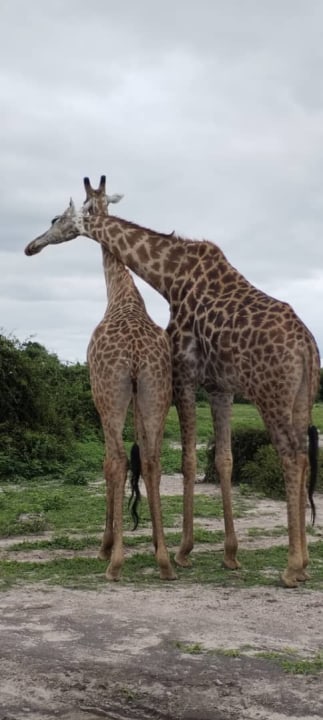 Zambezi River sunset cruise, Victoria Falls and the Big Tree, Hwange game country, Chobe River wildlife
