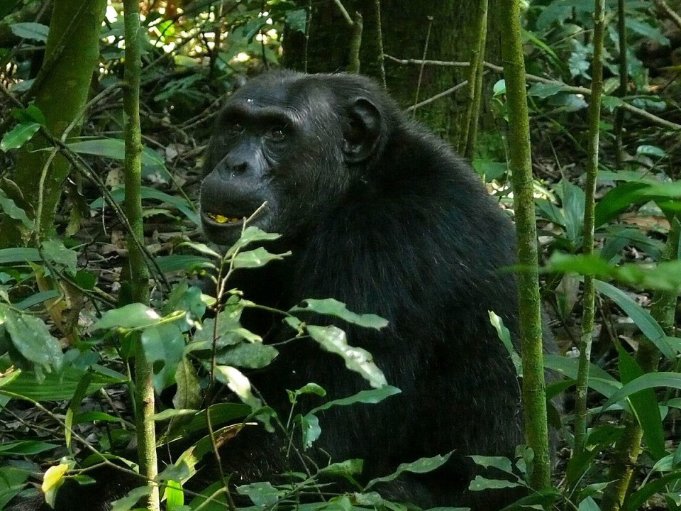 Murchison Falls National Park, the Nile at the Top of the Falls, Kibale Forest, Kazinga Channel
