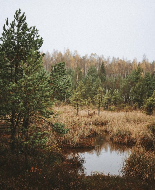 Ķemeri National Park wetlands, peat bogs and medicinal mineral springs, Jūrmala historic wooden houses, sandy beach and Baltic Sea views