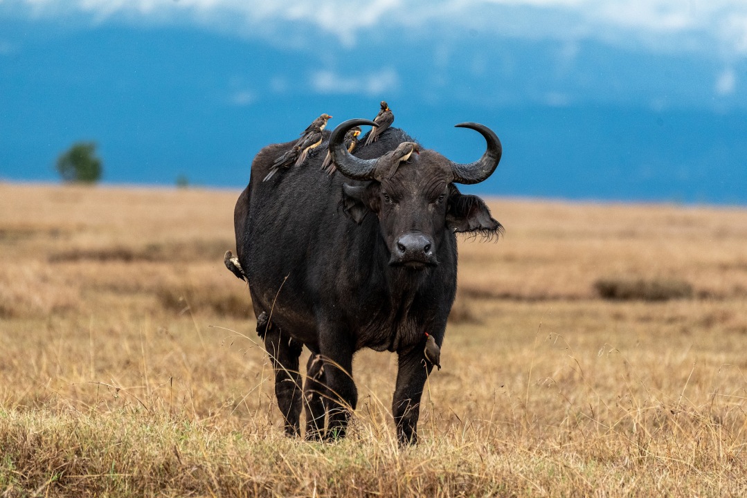 Maai Mahiu, Great Rift Valley views, Masai Mara grasslands