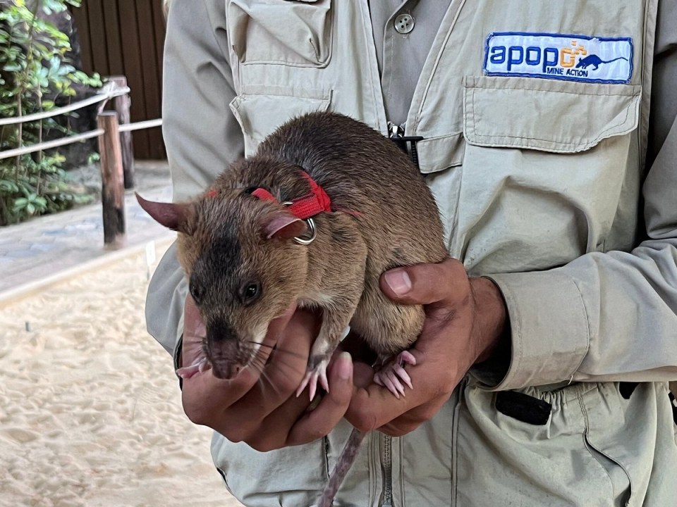 HeroRATs at APOPO, Krong Siem Reap, tuk-tuk pickup