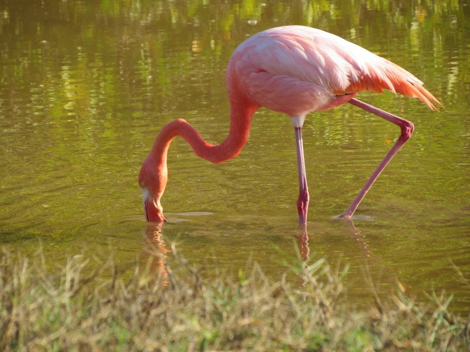 Great Rift Valley, Pink Lake, Masai Mara