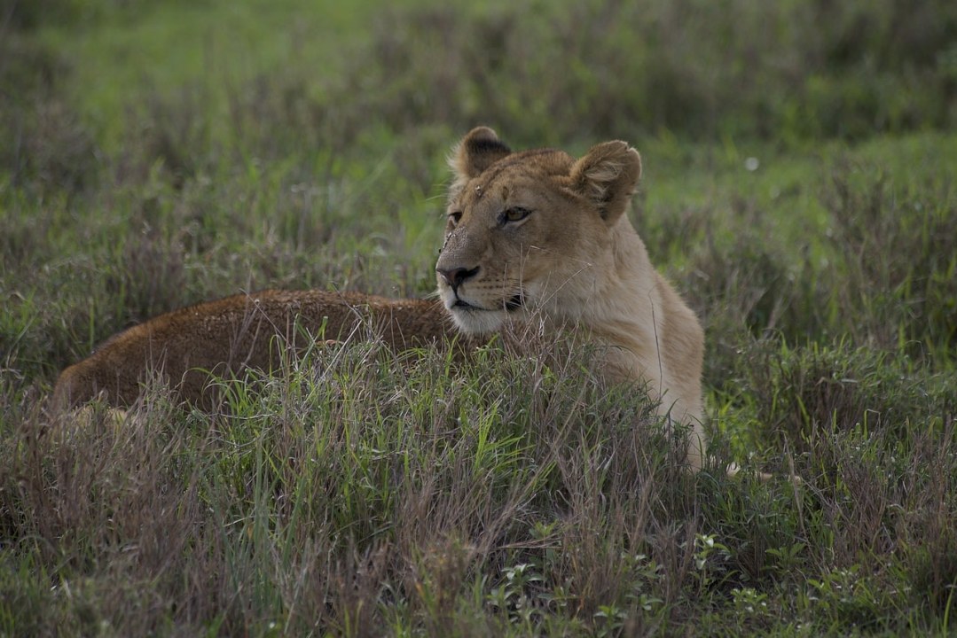 Masai Mara savannah, Mara River, Great Rift Valley