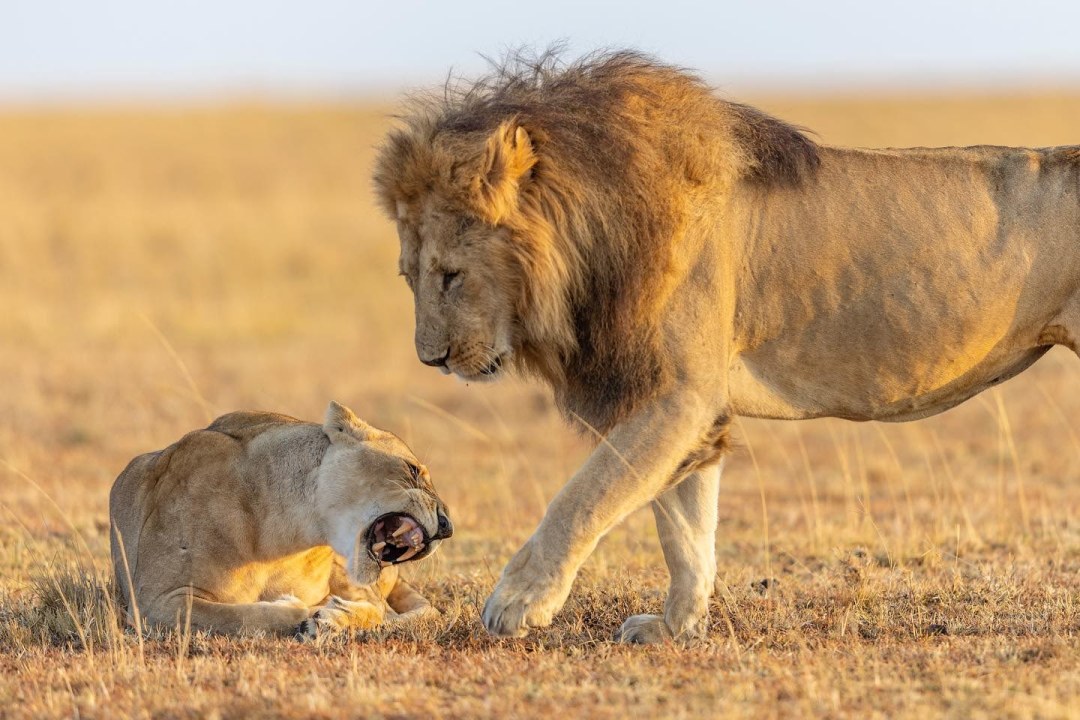 Serengeti National Park plains, Ngorongoro Crater rim, Lake Natron soda flats