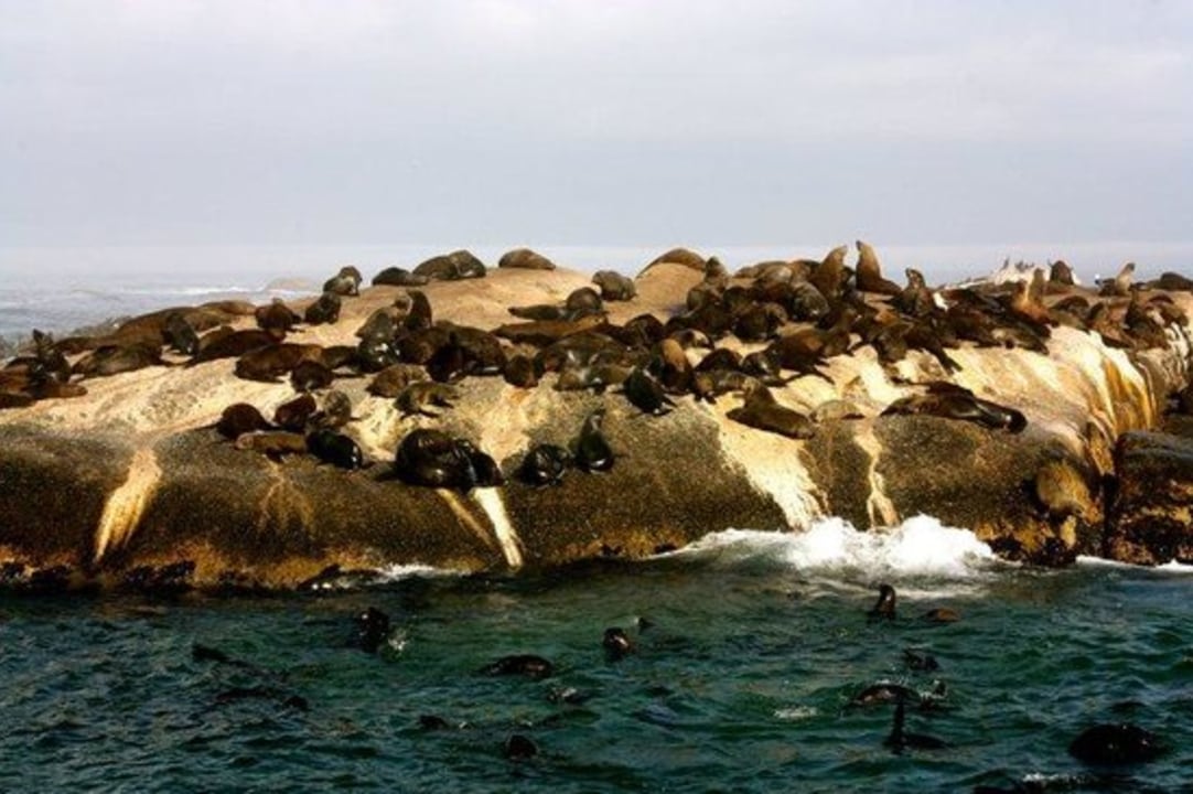 Atlantic Seaboard Coastal Road, 12 Apostles Peaks above Camps Bay, Seal Island, Boulders Beach