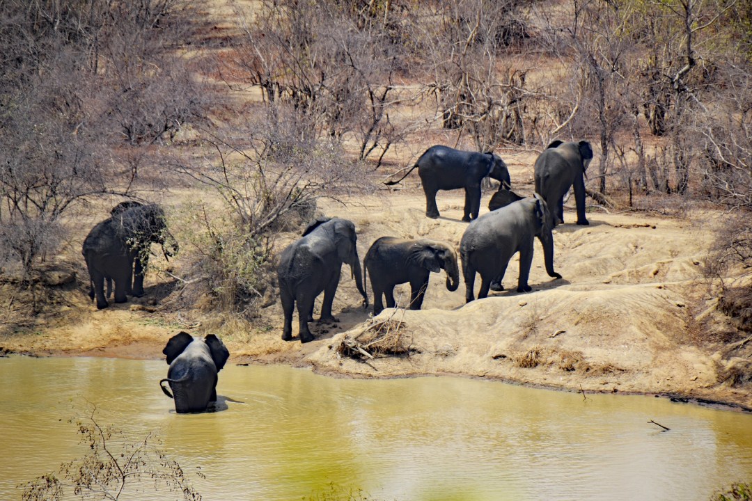 Great Rift Valley escarpment, Pink Lake flamingo shores, Lake Nakuru rhino habitat, Masai Mara savanna