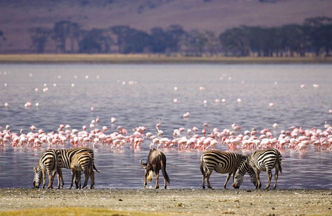 Ol Pejeta Conservancy, Lake Nakuru National Park, Maasai Mara Game Reserve