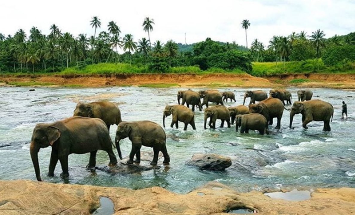 Sigiriya Rock Fortress, Temple of the Sacred Tooth Relic, Kandy Lake, Pinnawala Elephant Orphanage