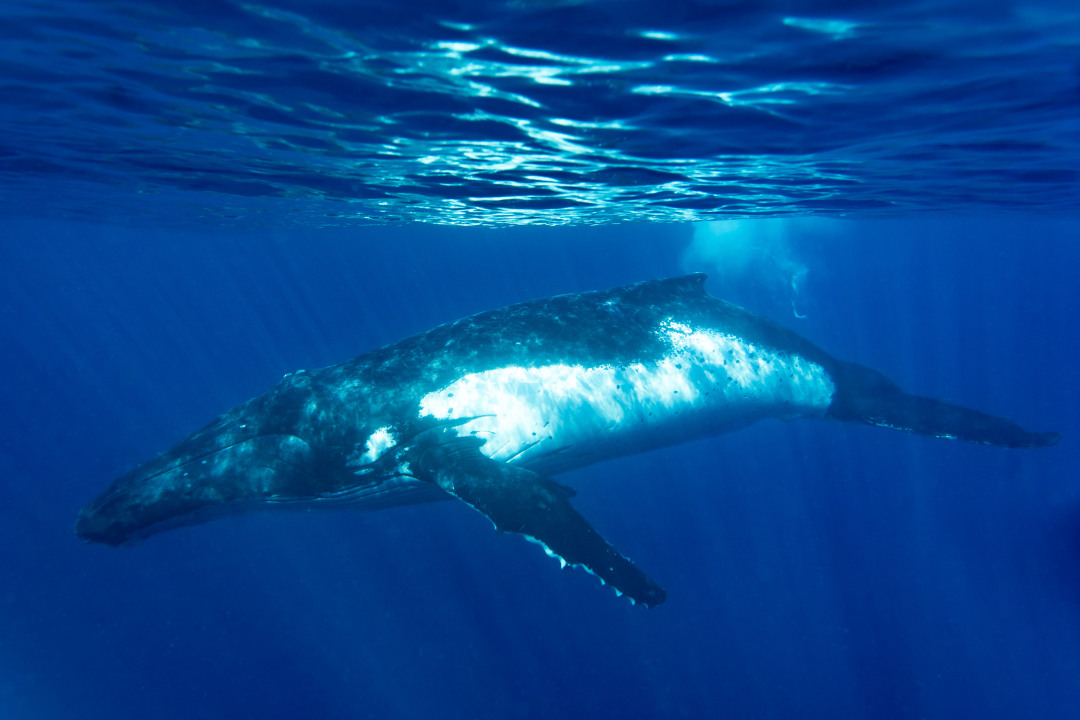 whales, Papeete Marina, Faaa stingrays spot