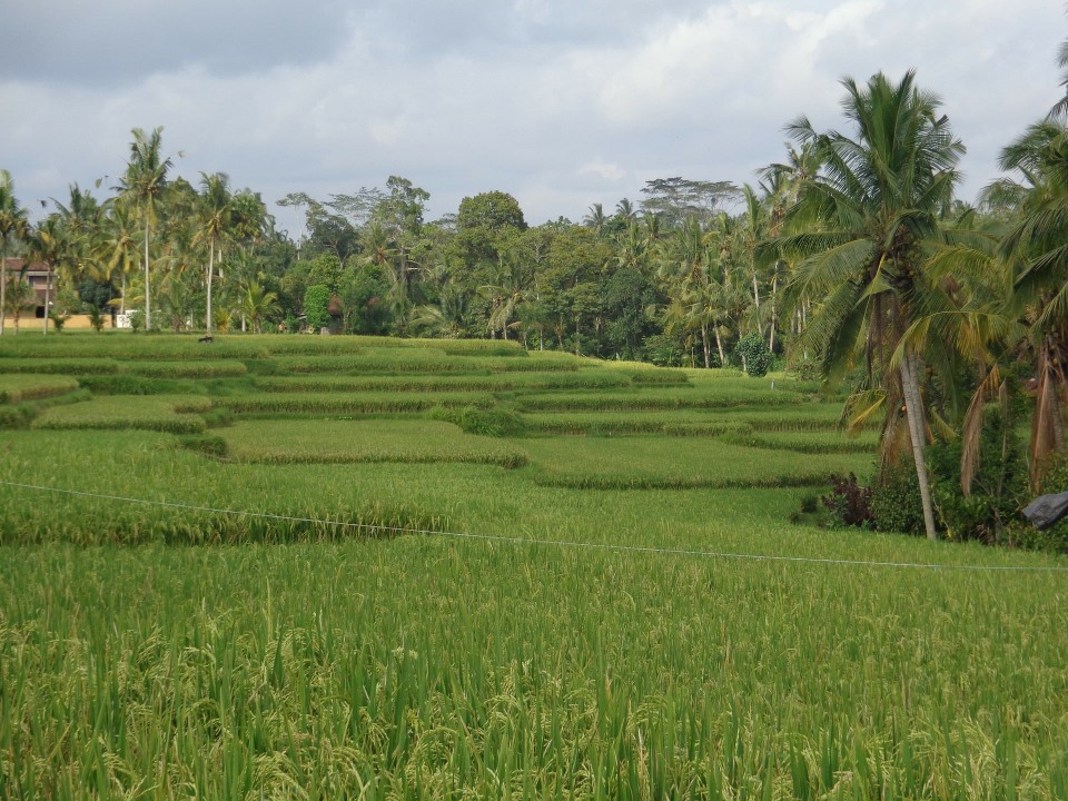 Goa Gajah elephant cave, Ubud rice terraces and ravine, Nungnung Waterfall