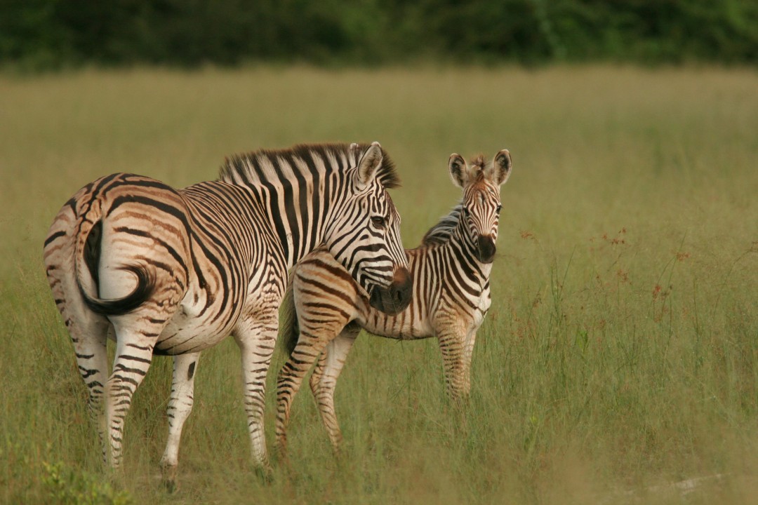 Karuma Falls, Kidepo Valley National Park plains, Karamajong community
