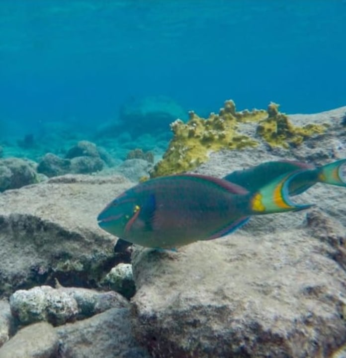 Jacques Cousteau Reserve, channel behind Pigeon Island, Maison de cacao in Pointe-Noire, Bouillante