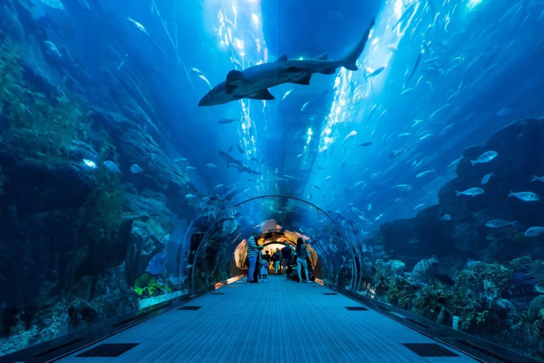 Dubai Aquarium, 48-meter-long underwater tunnel, Underwater Zoo, Dubai Mall