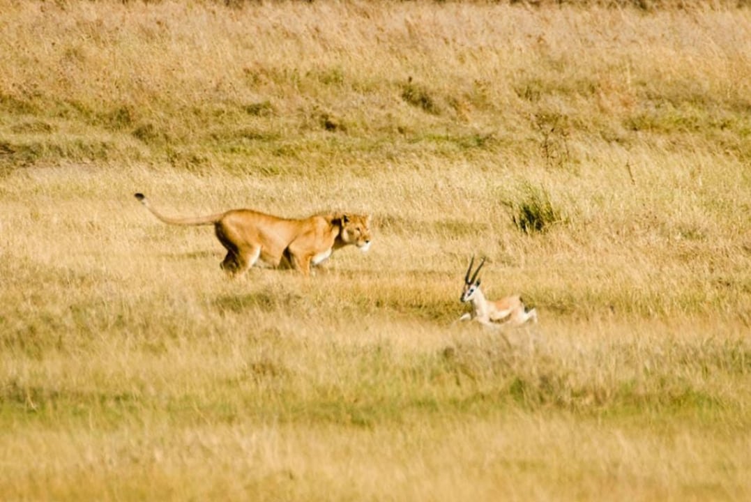 Lake Manyara bird-filled shores, Ngorongoro Crater grass steppes, Serengeti National Park open plains, Tarangire National Park baobab-studded savannah