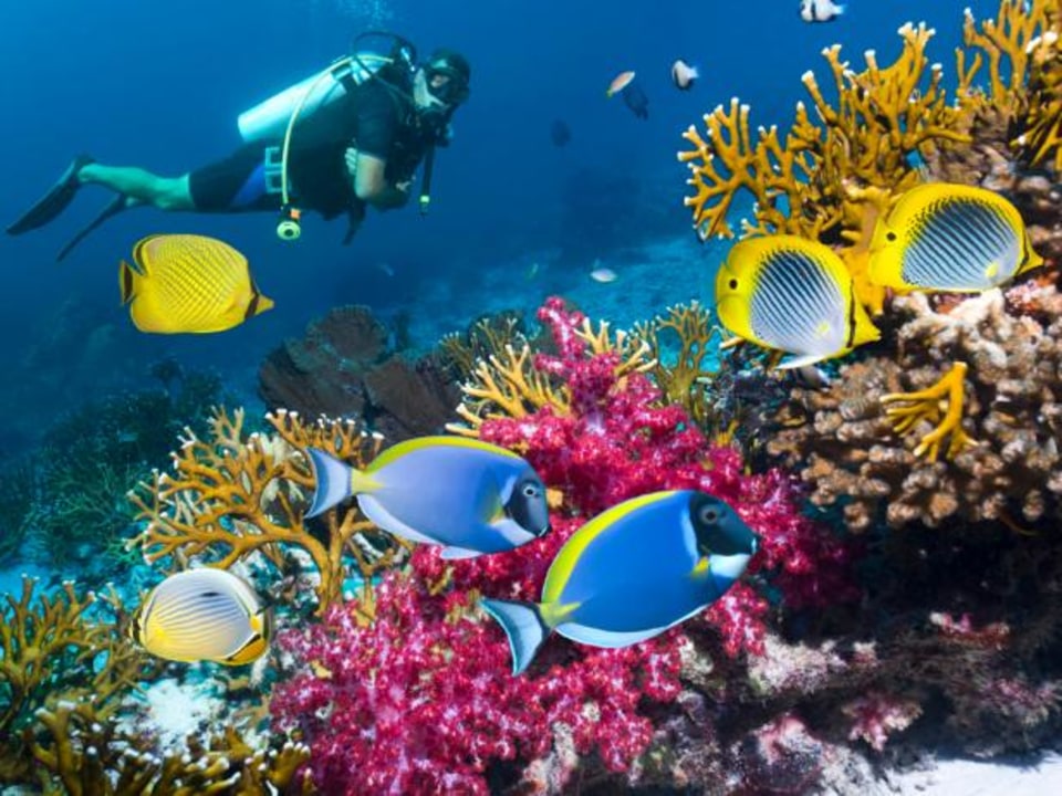 coral gardens, Shark Ray Alley, beach, local markets