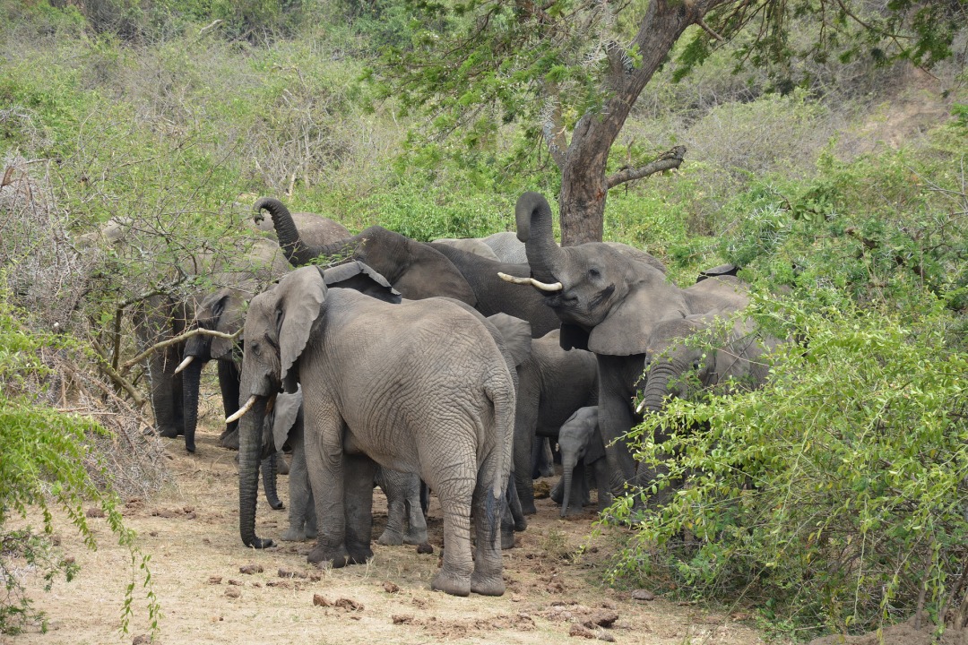 Queen Elizabeth National Park savanna, Kazinga Channel boatlands, Kalinzu Forest chimp trails