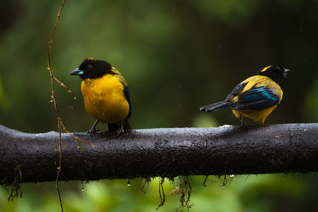 Mindo cloud forest, Otavalo handicraft market, Cuicocha Crater Lake, Papallacta Hot Springs