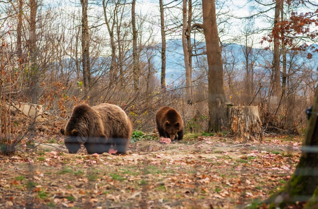Bran Castle, Libearty Bear Sanctuary, Carpathian Mountains, Făgăraș Mountains
