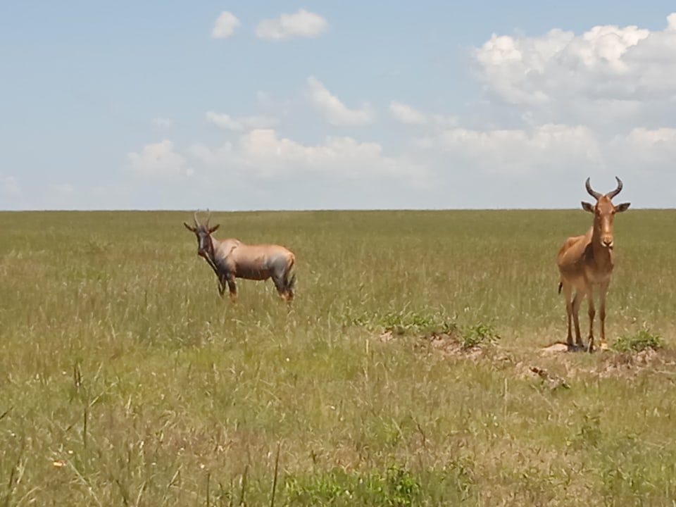 Masai Mara, Mara River, Great Rift Valley