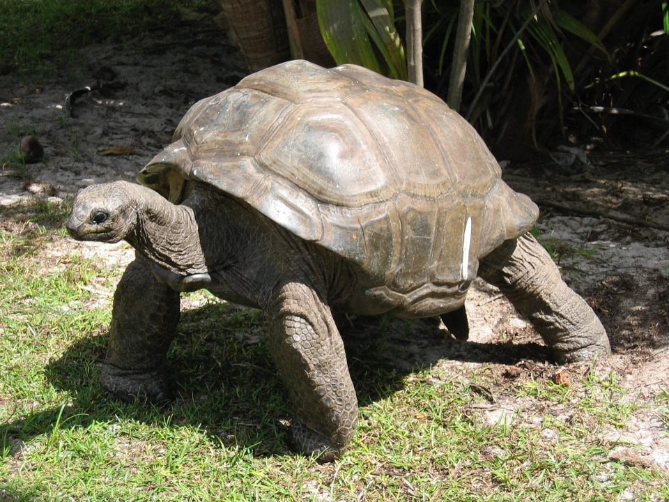 Victoria Market, Botanical Garden and giant land tortoises, Takamaka rum distillery