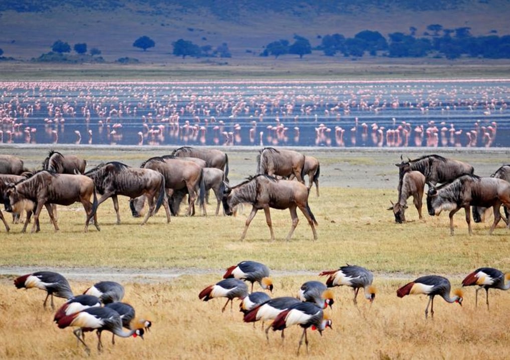 Lake Manyara National Park, thousands of beautiful pink flamingos, Serengeti National Park, Ngorongoro Crater