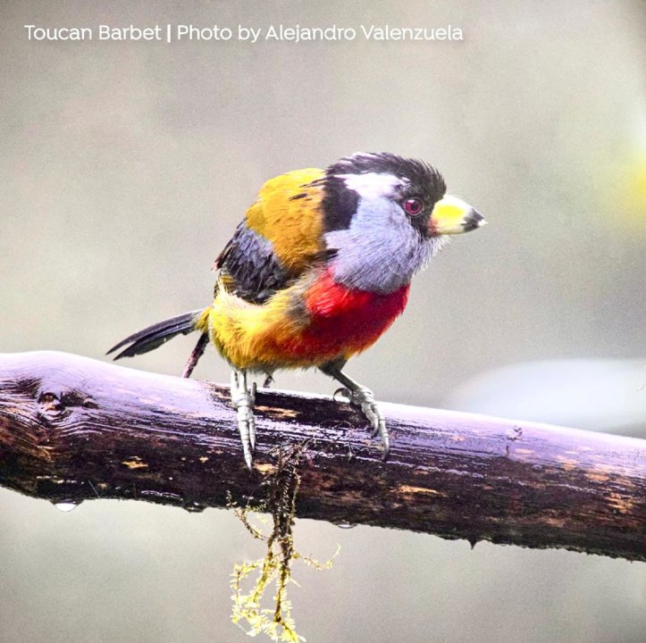 Hummingbird Sanctuary, Mindo Nambillo waterfalls, Butterfly Garden, Andean choco