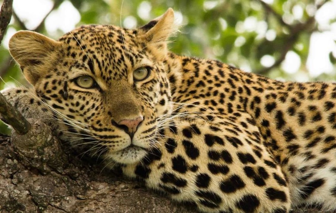 Kruger National Park, open 4x4 safari vehicle, Hazyview