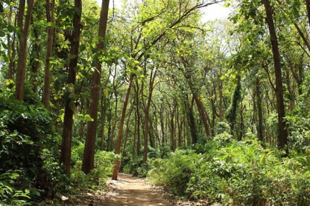 Majengo craftwork, Msaranga farms, Rau Forest canopy, Mount Kilimanjaro