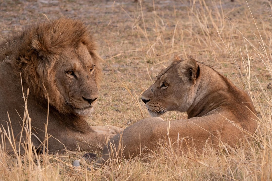 Tarangire National Park, Lake Manyara National Park, Serengeti National Park, Ngorongoro Crater