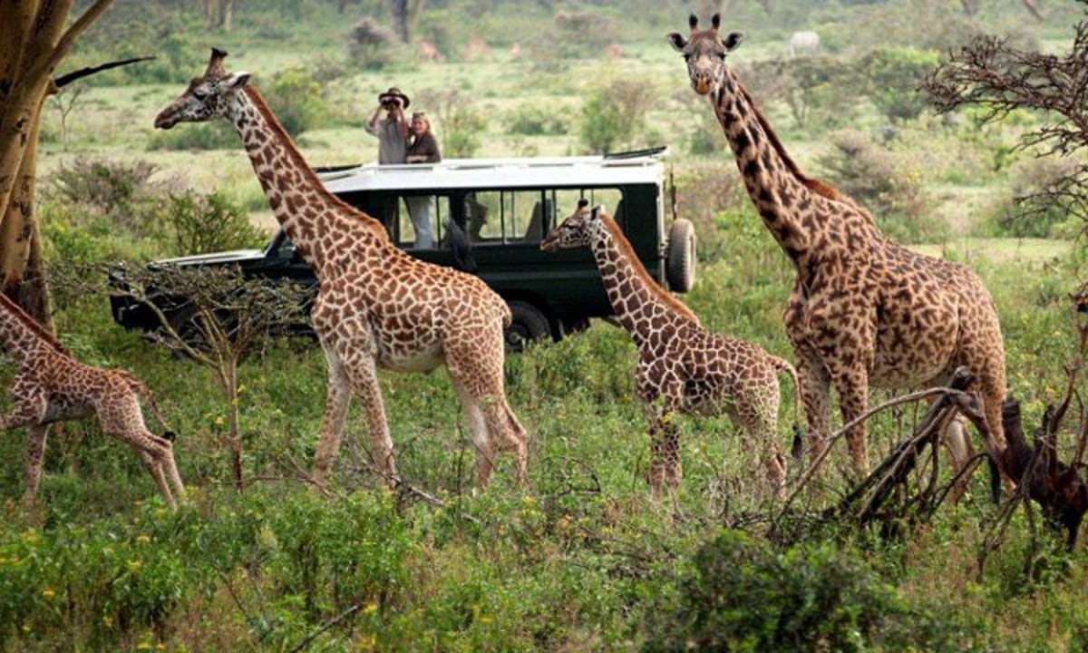 Masai Mara grasslands, Lake Nakuru National Park shoreline, Great Rift Valley vistas