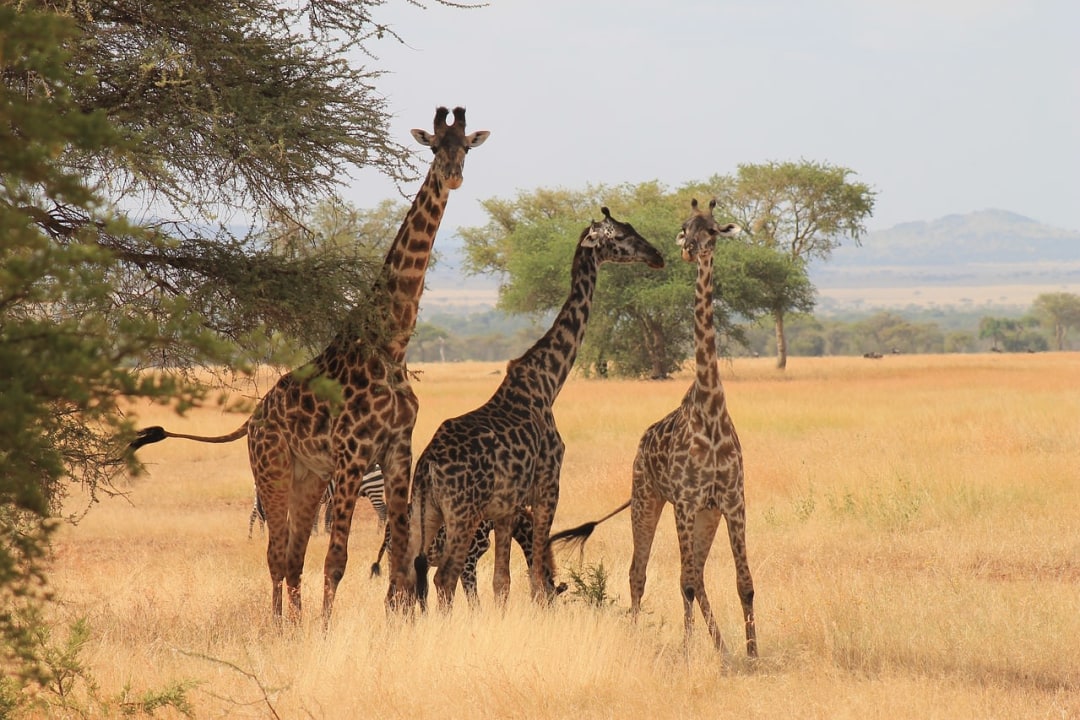 Great Rift Valley viewpoint, Masai Mara Game Reserve, Narok