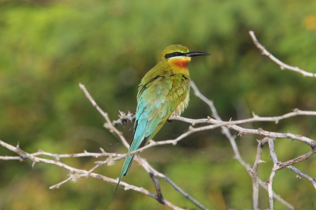 Yala National Park, Tissamaharama, Colombo