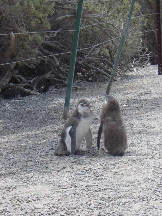Punta Tombo Penguin Reserve, Magellan penguins, guanacos, Puerto Madryn