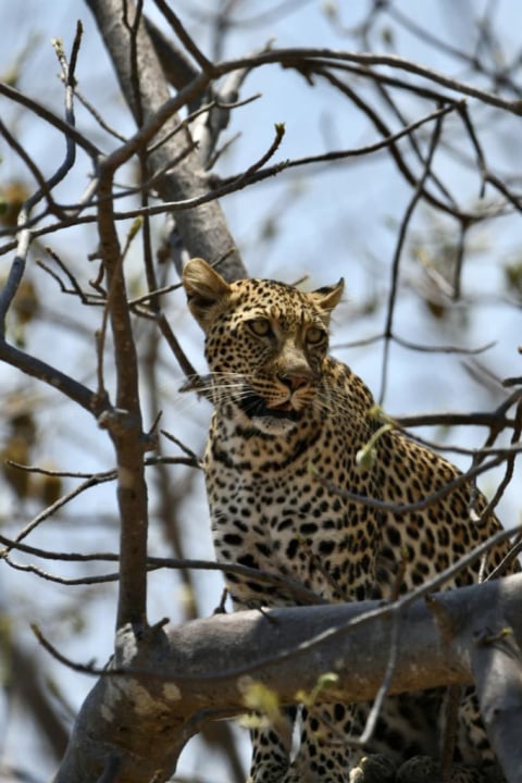 Ruaha National Park, Great Ruaha River, Ruaha River Lodge