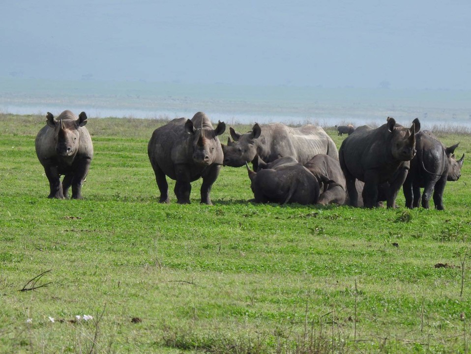 Tarangire National Park elephant herds, Serengeti National Park plains and kopjes, Ngorongoro Crater and Lake Magadi shore, Lake Manyara National Park tree-climbing lions