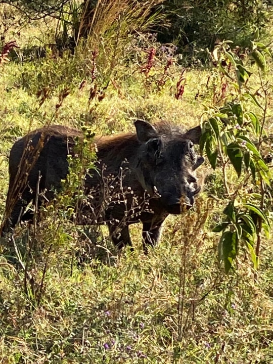Ruaha National Park, Mikumi National Park, Udzungwa Mountains, Uluguru Mountains
