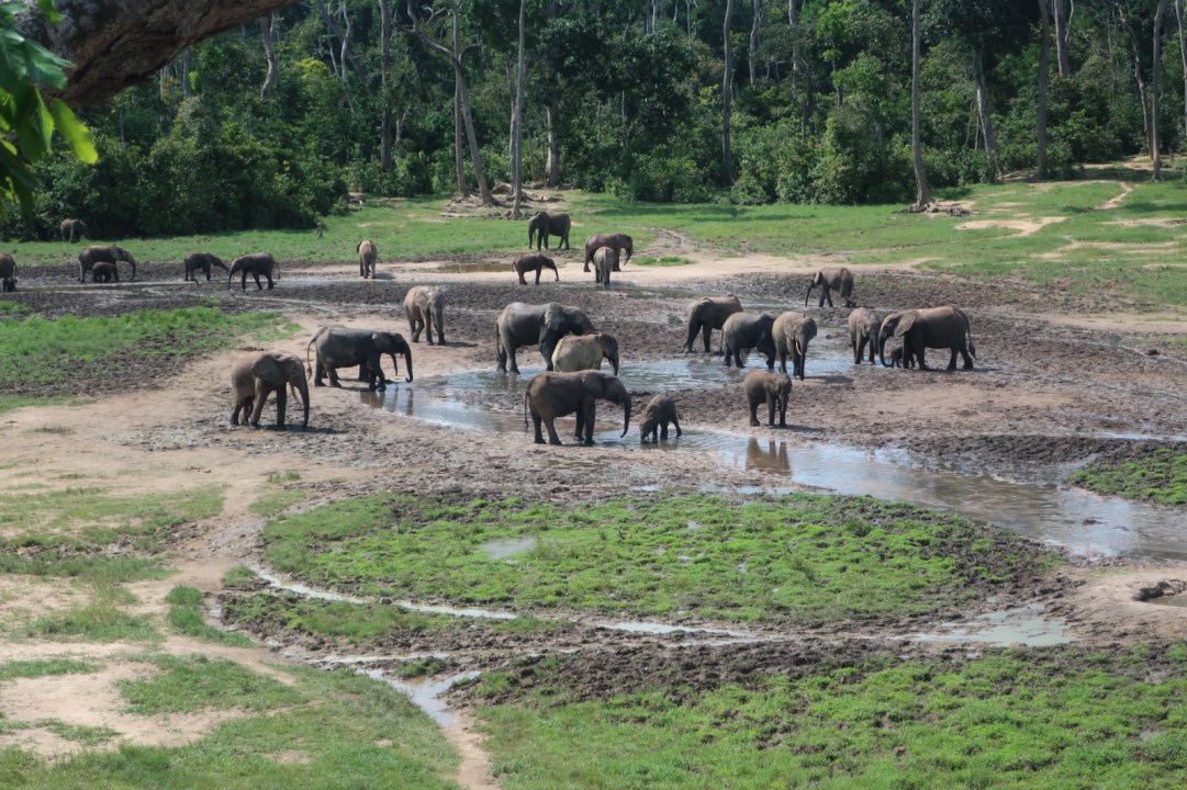 Sangha River canoe, Bayanga rainforest, Bai Baku gorilla trek, Kribi beaches