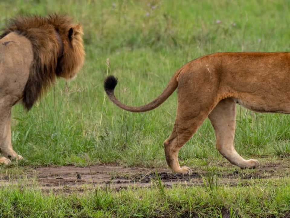 Queen Elizabeth National Park, Kazinga Channel, Kasenyi Trail