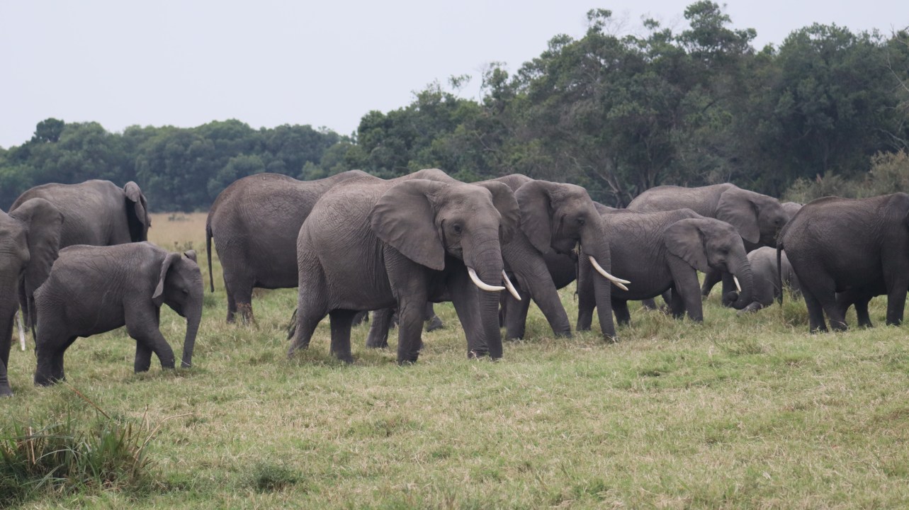 Amboseli National Park, Mount Kilimanjaro skyline, Lake Nakuru National Park, Masai Mara plains