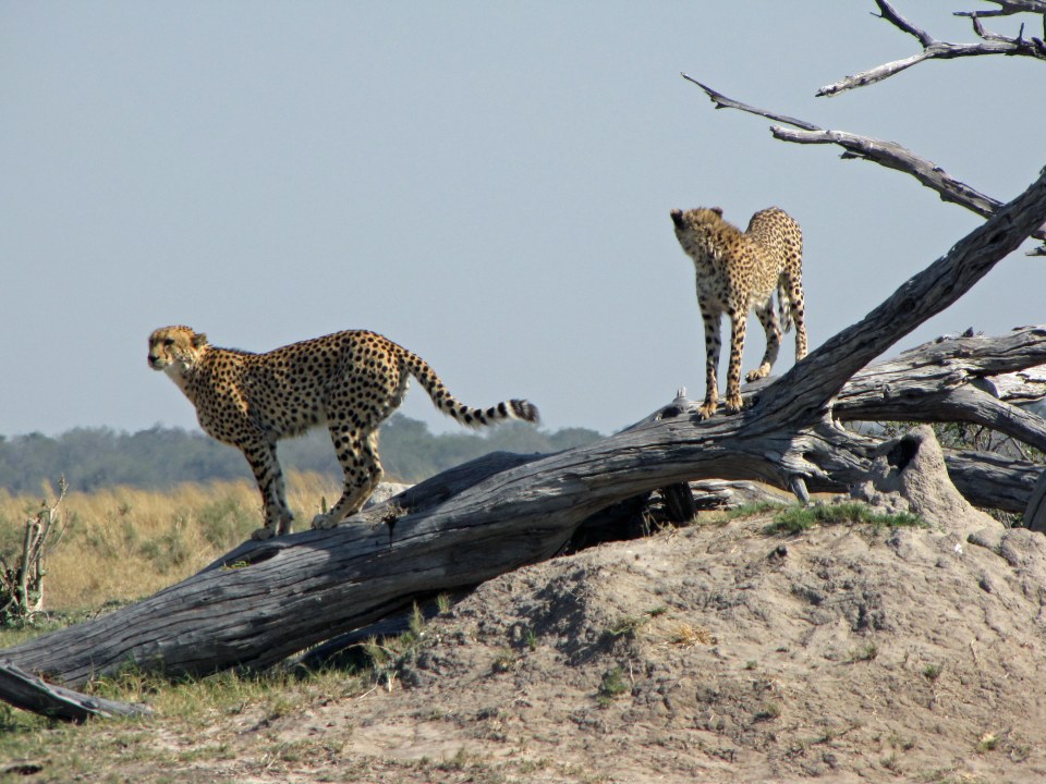 Makgadikgadi Pans salt flats, Okavango Delta mokoro channels, Maun arrival gateway