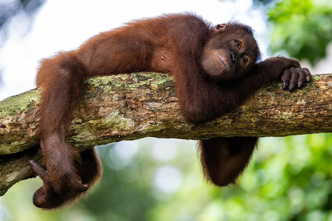 Ketambe rainforest, Gunung Leuser National Park, Lake Toba, Sipiso-Piso Waterfall