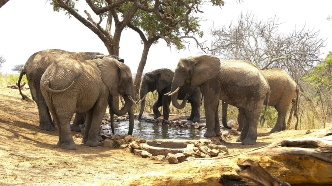 Tarangire National Park elephant plains, Serengeti National Park and the wildebeest migration, Ngorongoro Crater floor, Lake Manyara National Park birdlife