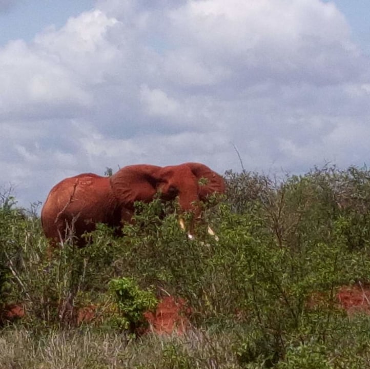 Sagalla Hills, Taita Hills, Tsavo or Salt Lick Parks