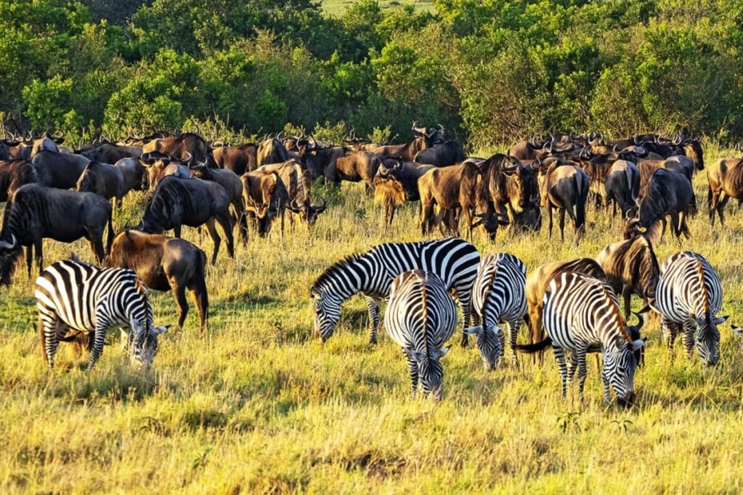 Amboseli and Mt. Kilimanjaro views, Crescent Island boat ride, Lake Nakuru pink flamingos, Maasai Mara savannah