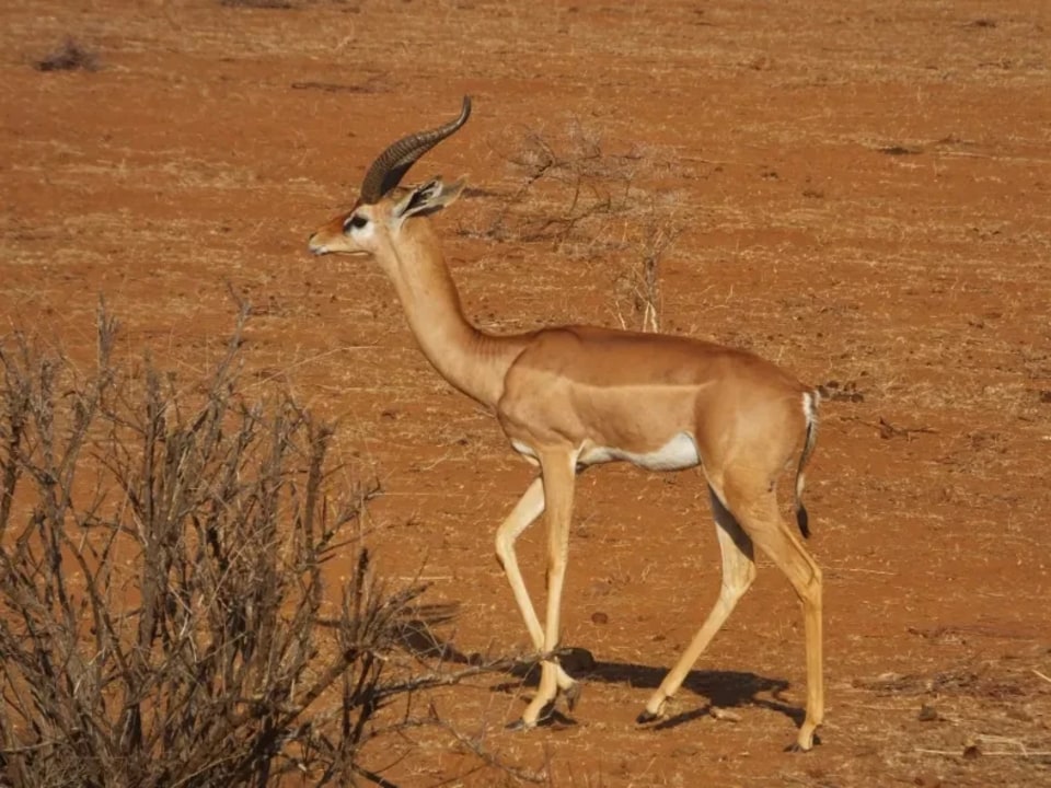 Meru National Park, Samburu Game Reserve, Lake Nakuru Park, Great Rift Valley