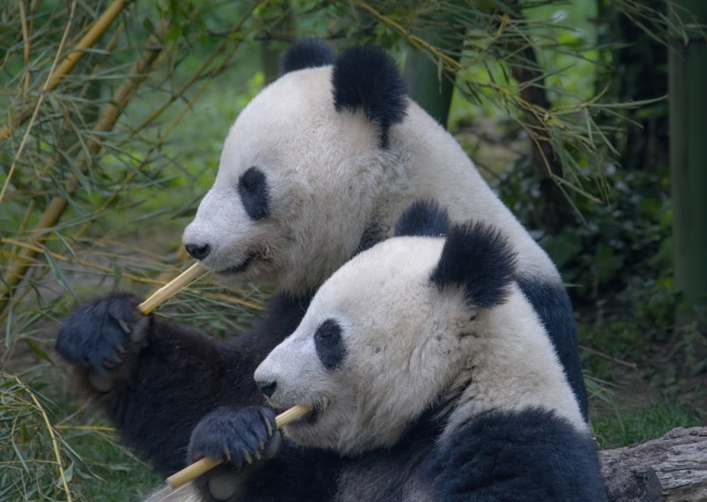 parc des pandas de Dujiangyan, villa des pandas, Chengdu