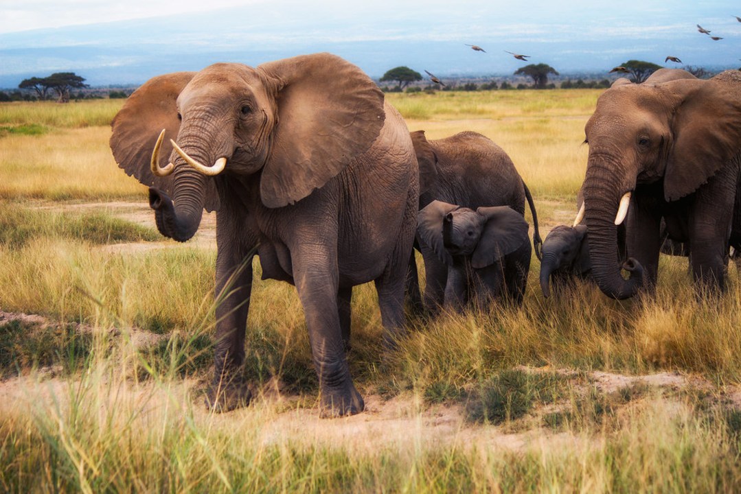 Masai Mara, Great Rift Valley, Lake Nakuru National Park, Amboseli National Park
