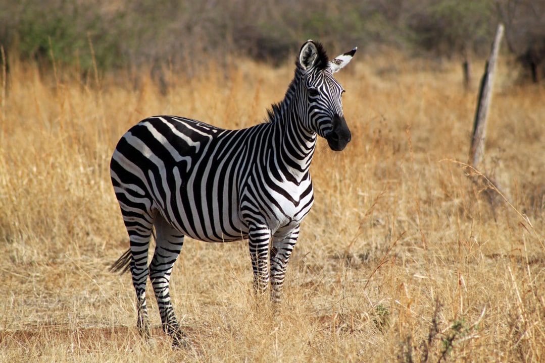Ruaha National Park plains, Ruaha River Lodge camp, Dar es Salaam overland drive