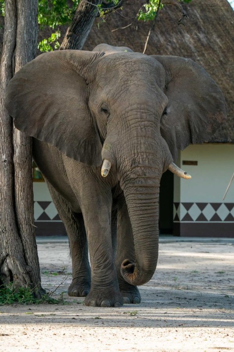 Okavango Delta, Moremi Game Reserve, Khwai River sundowners, Chief's Island safari walk